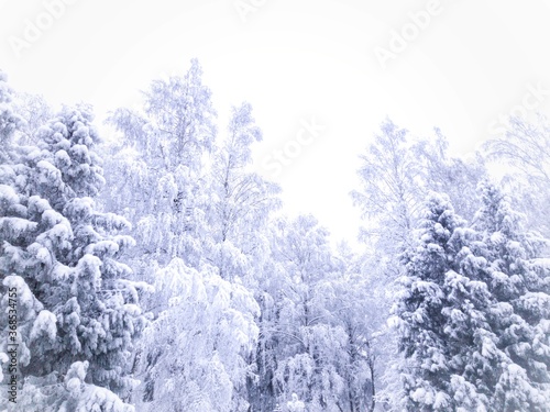 Winter forest. All the trees are covered with snow.