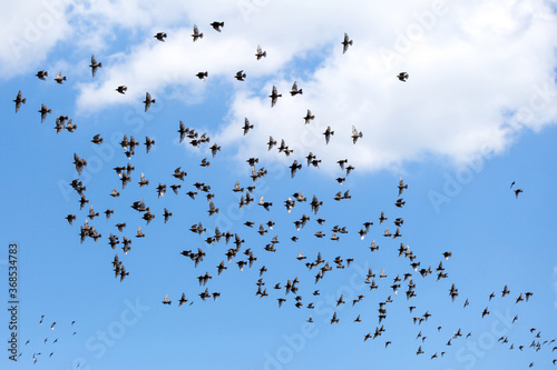 A large bird flock of starlings flies on a background of blue sky with clouds