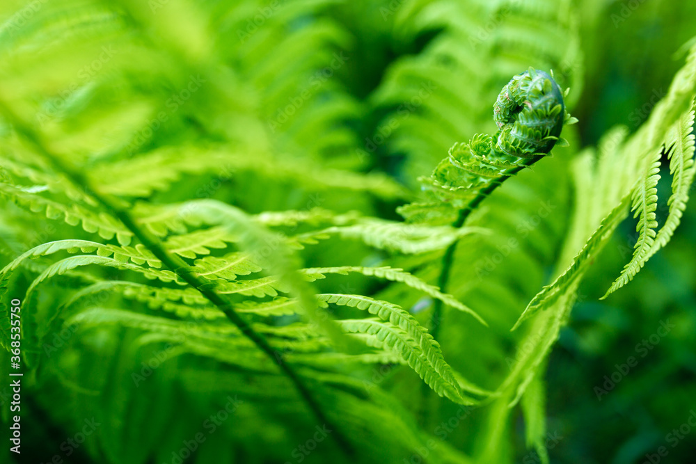 bright green young shoots of ferns in shallow DOF bright green young shoots of ferns in shallow DOF