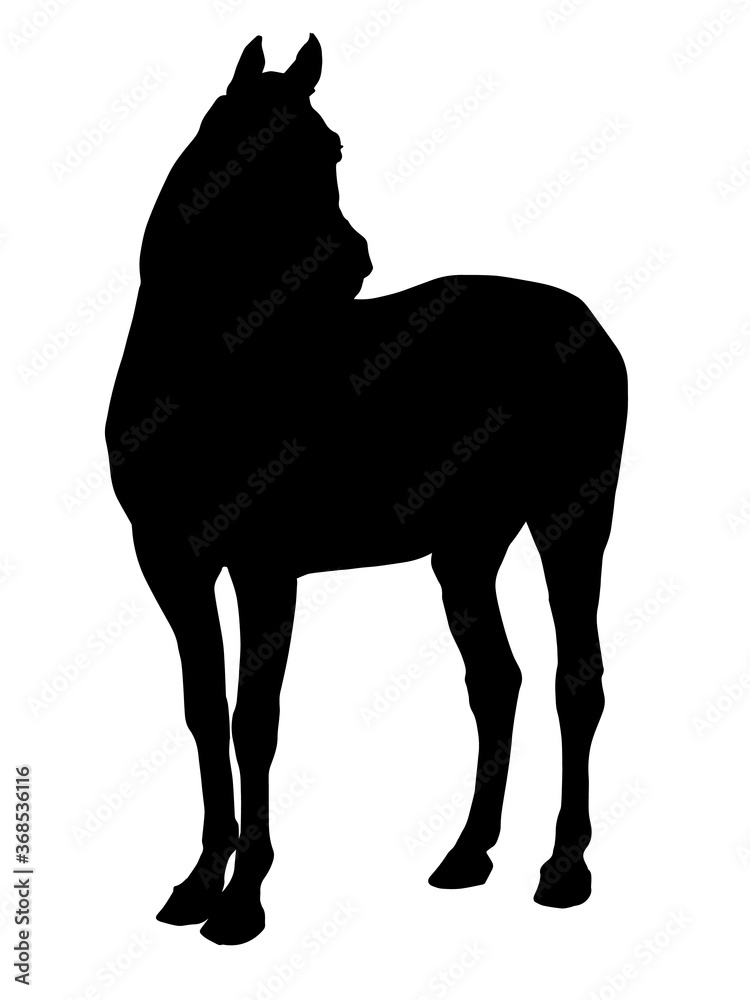 isolated realistic image, black silhouette of a standing Mare, Arab horse