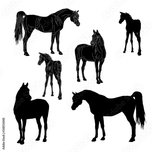 set of isolated realistic black silhouettes of horses of the Arab breed 