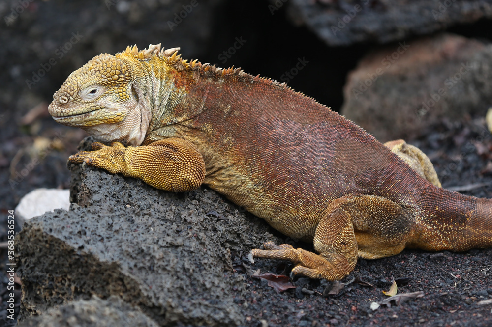 Obraz premium Galapagos Land Iguana on the rocks, Galapagos Islands, Ecuador