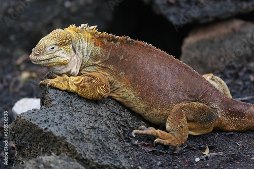 Galapagos Land Iguana on the rocks, Galapagos Islands, Ecuador