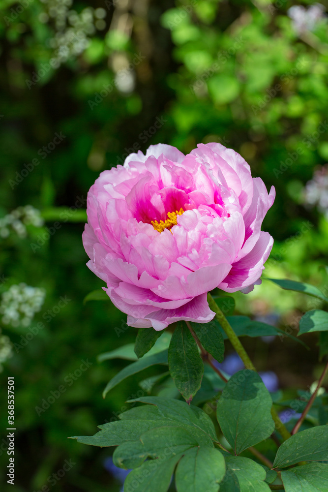 A pink paeonia. The peony or paeony is a flowering plant in the genus Paeonia, the only genus in the family Paeoniaceae. A pink paeonia. The peony or paeony is a flowering plant in the genus Paeonia, the only genus in the family Paeoniaceae.