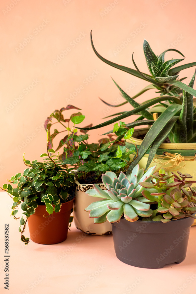 Fototapeta premium Trending collection of various indoor plants and succulents pink background