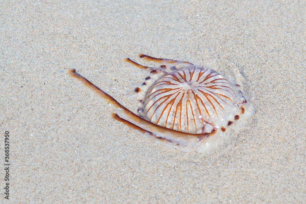Dead poisonous compass jellyfish, Chrysaora hysoscella on the sandy shore, thrown away by the sea waves. Expansive species, dangerous for people during summer.