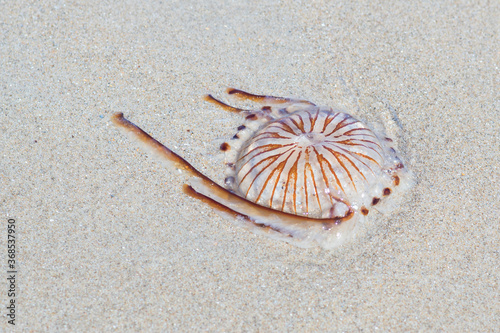 Dead poisonous compass jellyfish, Chrysaora hysoscella on the sandy shore, thrown away by the sea waves. Expansive species, dangerous for people during summer. photo