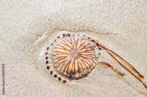 Dead poisonous compass jellyfish  Chrysaora hysoscella on the sandy shore  thrown away by the sea waves. Expansive species  dangerous for people during summer beach time.