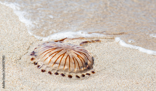 Obraz na płótnie Dead poisonous compass jellyfish, Chrysaora hysoscella on the sandy shore, thrown away by the sea waves. Expansive species, dangerous for people during summer beach period. w salonie