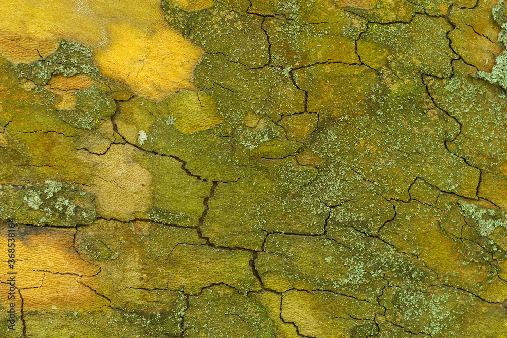 Natural cracks on a plane tree bark surface for background. Close up on old plane tree bark Natural cracks on a plane tree bark surface for background. Close up on old plane tree bark