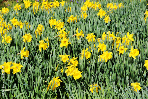 A field of blooming daffodil flowers in spring