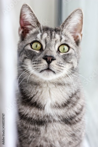 Green-eyed toby cat looks straight at the camera © Anastasia_Kot