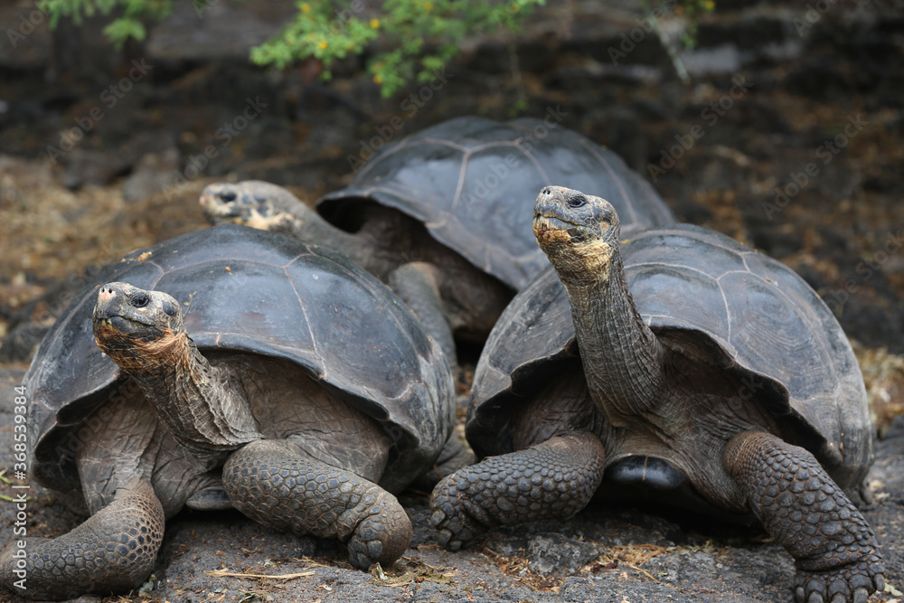 Galapagos Giant Tortoise, Galapagos Islands, Ecuador Galapagos Giant Tortoise, Galapagos Islands, Ecuador