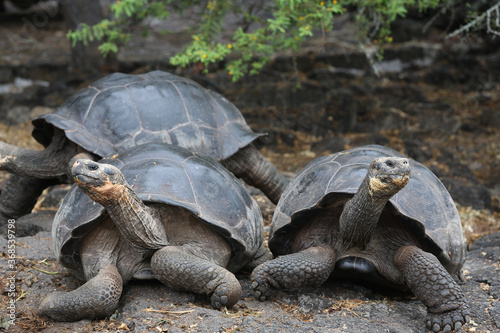 Galapagos Giant Tortoise, Galapagos Islands, Ecuador