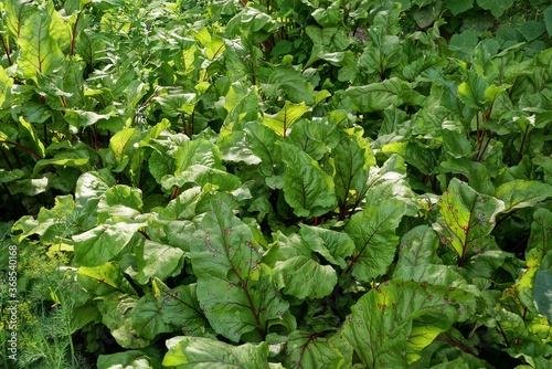 natural plant texture from large green leaves of a beet in a garden bed