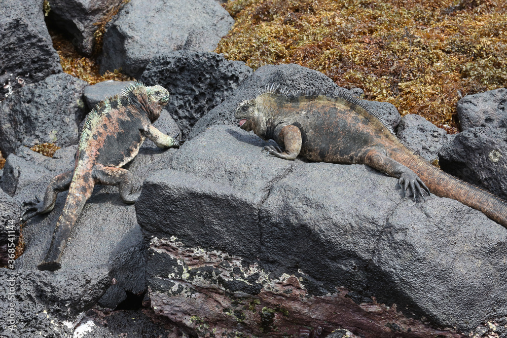 Marine Iguanas fighting on the rocks, Galapagos Islands, Ecuador Marine Iguanas fighting on the rocks, Galapagos Islands, Ecuador