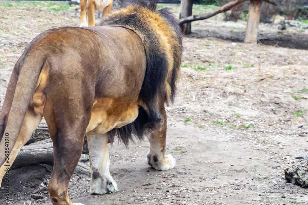 Obraz premium brown lion goes away, wild predator stands on the ground