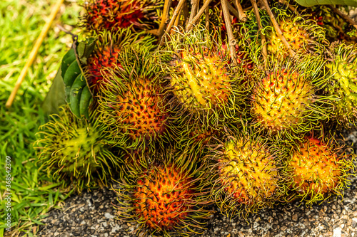 fruit harvest in asia branch rambutans fresh close-up design basis