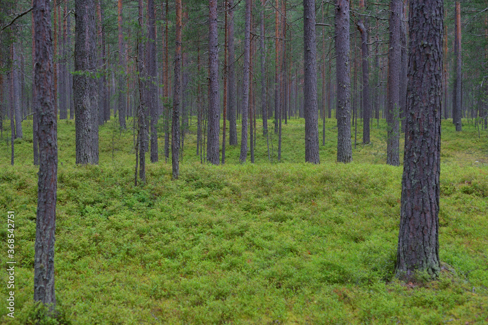 Fototapeta premium Pine forest at summer.