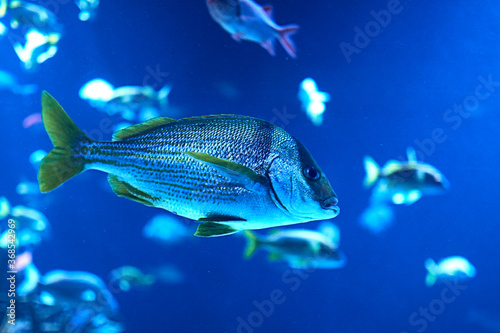 Golden fin fish swimming in the sea © Raul