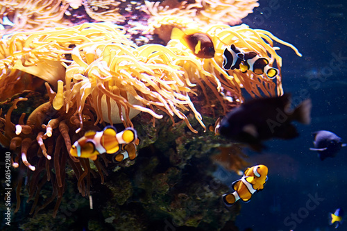 Clown fish swimming in the ocean photo