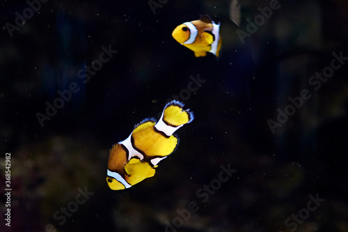 Clown fish swimming in the ocean photo