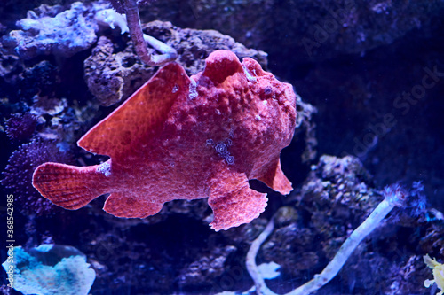 Rhinophias fish swimming in the ocean photo