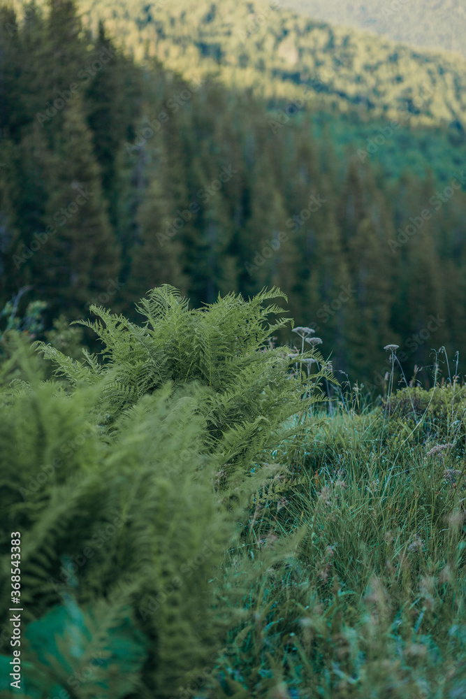 Obraz premium A plant in a forest