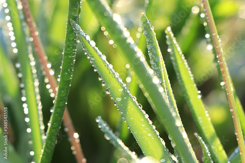 Abstract natural background, summer grass with drops on bokeh background, blurred focus. Beautiful summer garden in the early morning with natural bokeh and dew background
