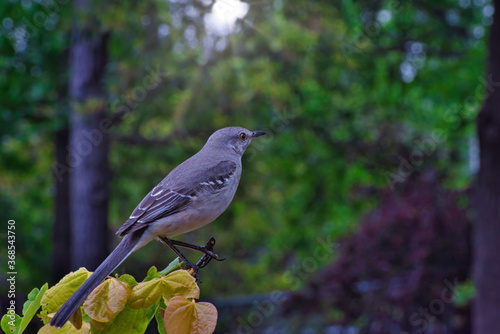 Northern Mockingbird on a late spring day