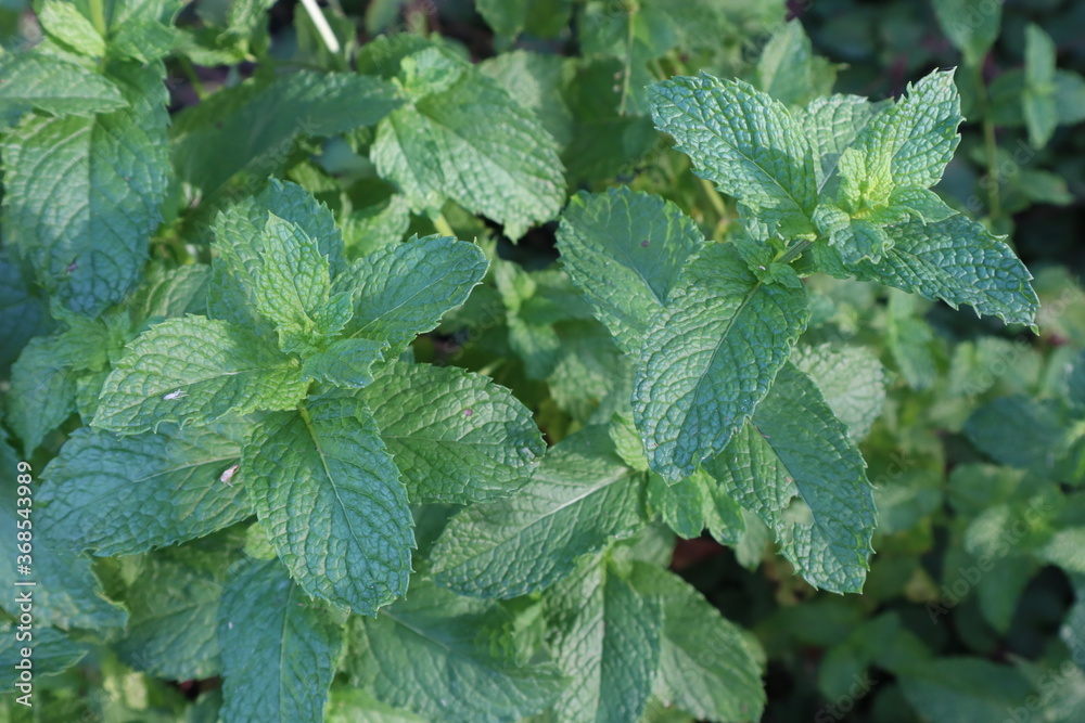 Lush, green and fragrant Spearmint plants thrive in a summer garden Lush, green and fragrant Spearmint plants thrive in a summer garden