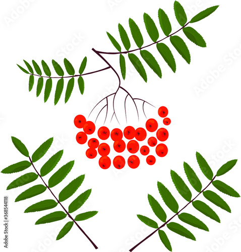 rowan branch with leaves. isolated image on white background