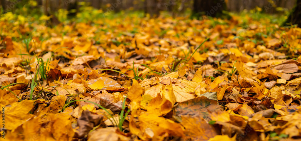 yellow foliage orange fallen lot cover the ground close-up autumn background