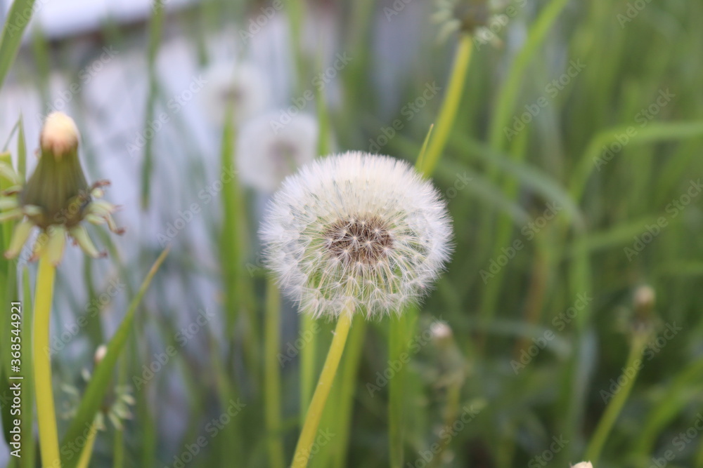 Dandelion...