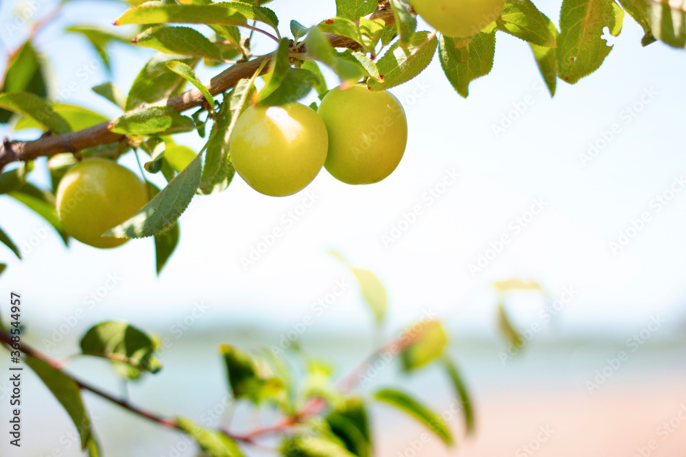 Unripe fruit on a branch. A group of cherry plum fruits among green leaves. Gardening