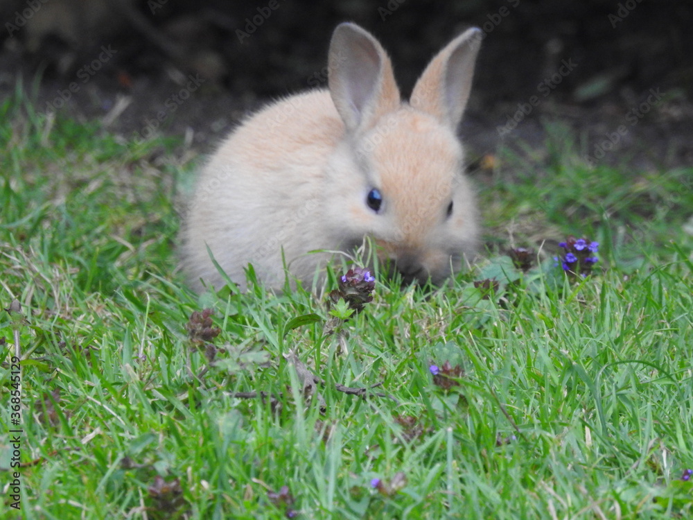 rabbit in the grass 4 rabbit in the grass 4