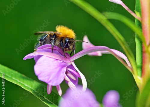 Obraz na płótnie Bumblebee collects nectar from flowers. w salonie