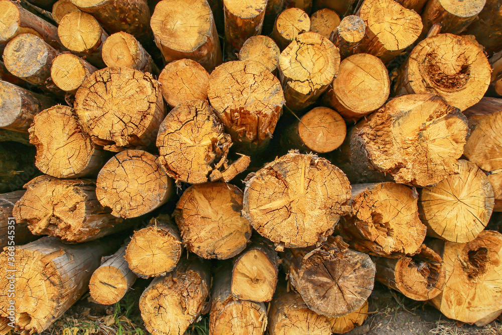 pattern folded felled tree trunks background sawmill, end of trunk pattern folded felled tree trunks background sawmill, end of trunk