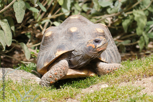 Red footed Tortoise (Geochelone carbonaria)