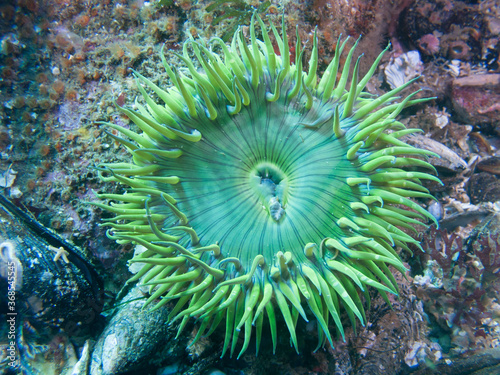 Giant Green Anemone
