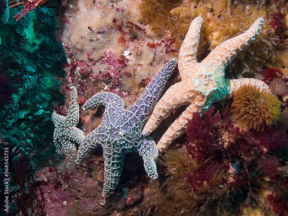 Big Sea Stars Big Sea Stars