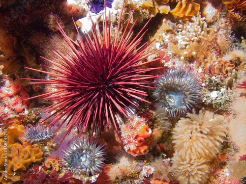 Purple Sea Urchin