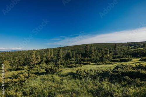 A large green field with trees in the background