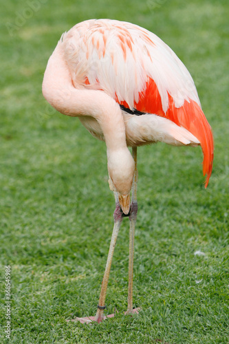 Pink Flamingo  Tenerife  Spain