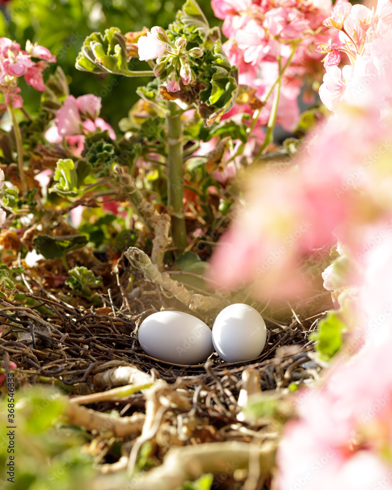 Nest with eggs in a flowerpot