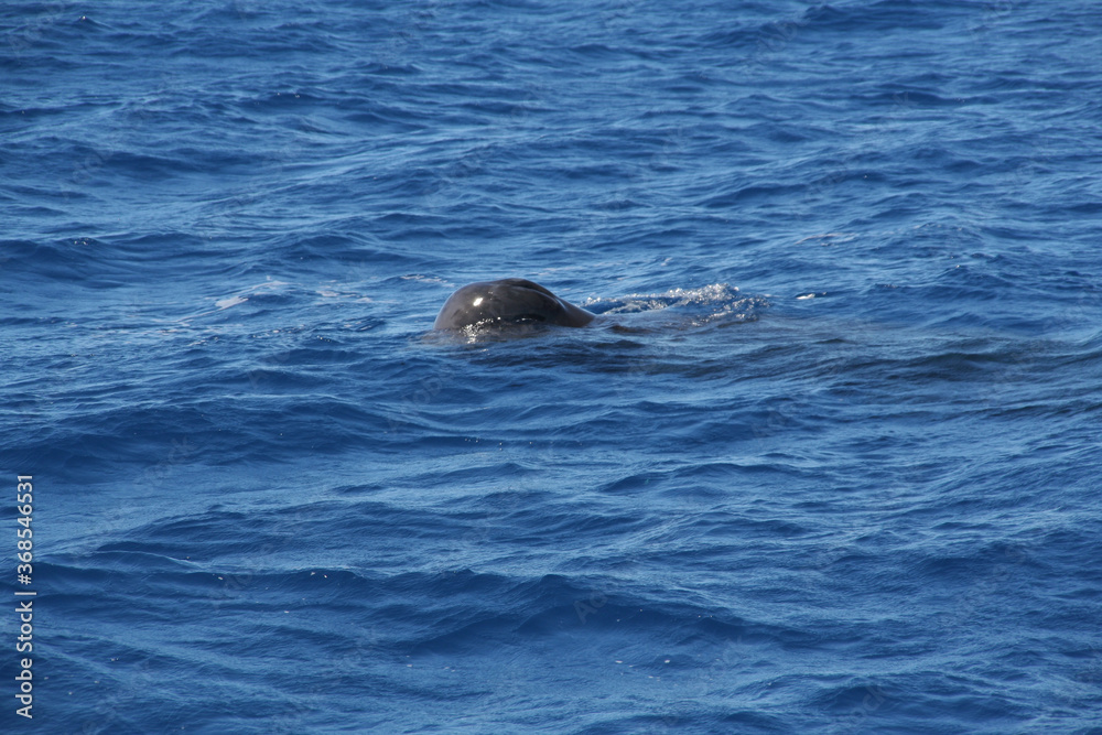 Fototapeta premium Whale watching in the Caribbean sea, Grenada