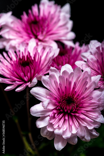 Pink Chrysanthemum