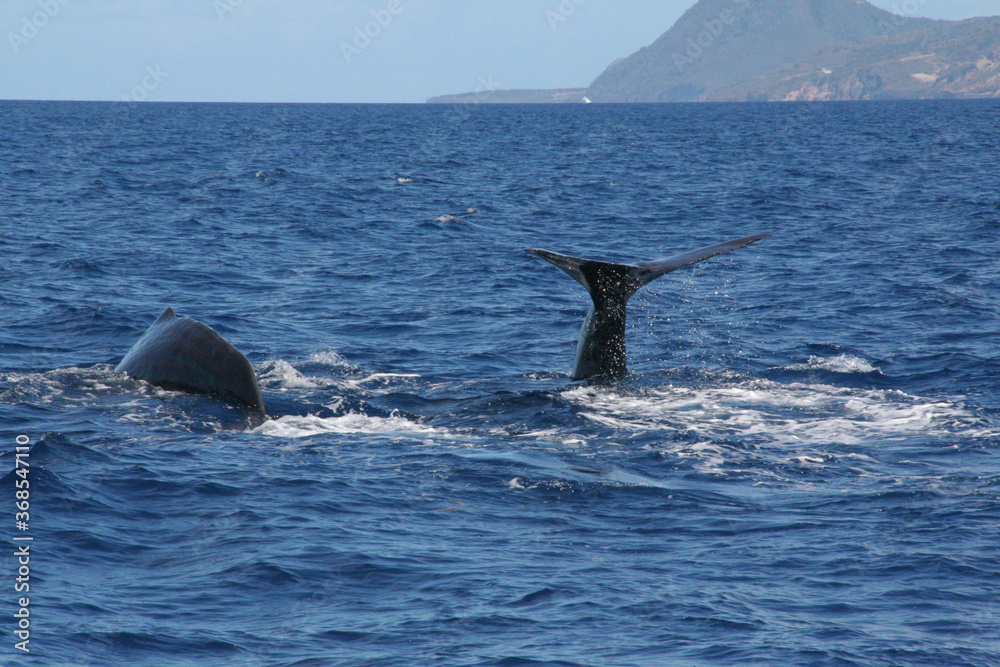 Fototapeta premium Whale watching in the Caribbean sea, Grenada