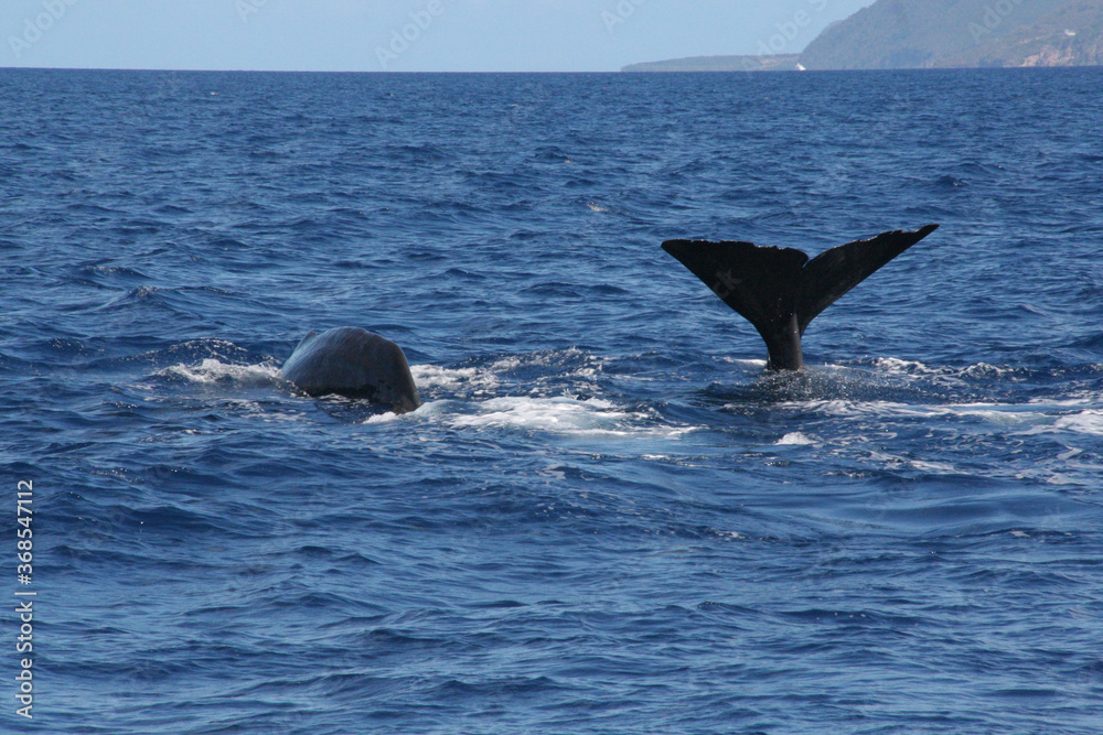 Fototapeta premium Whale watching in the Caribbean sea, Grenada