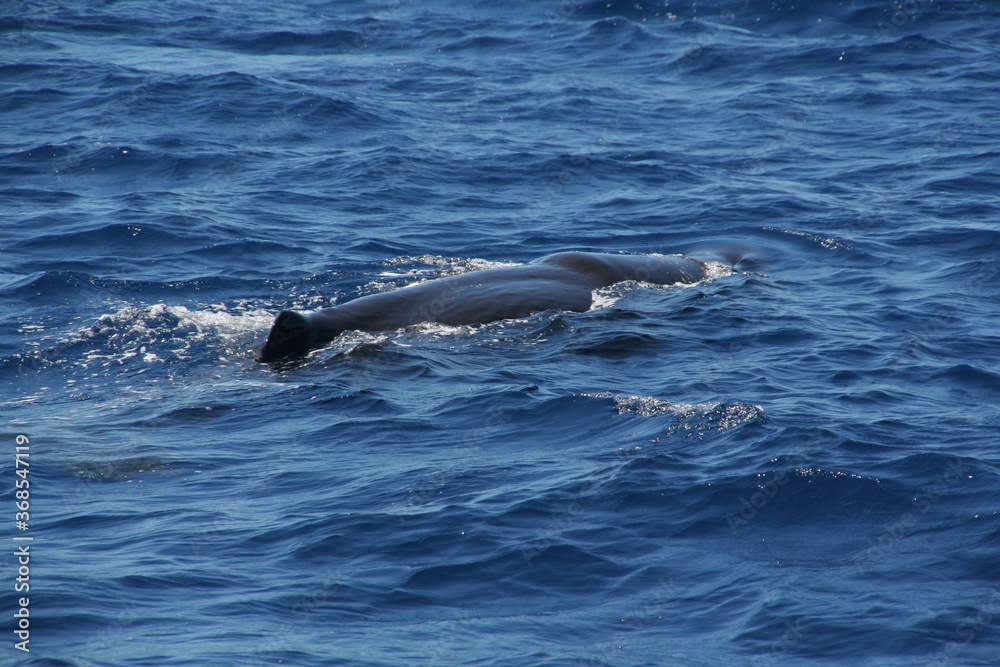 Fototapeta premium Whale watching in the Caribbean sea, Grenada